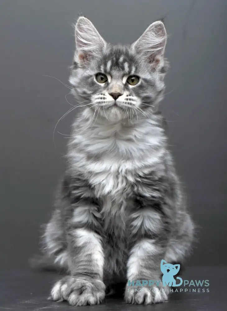 Bianka Maine Coon female blue silver tabby live animals