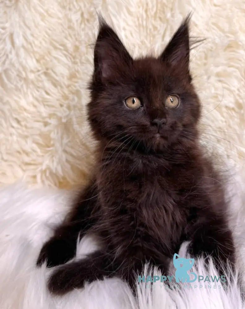 Billa Maine Coon Female Black Live Animals