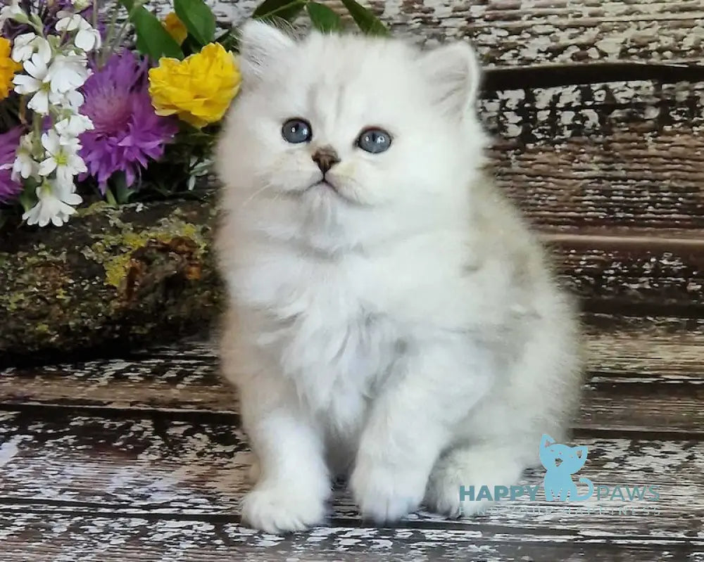 Bliss British Longhair Male Black Silver Shaded Live Animals