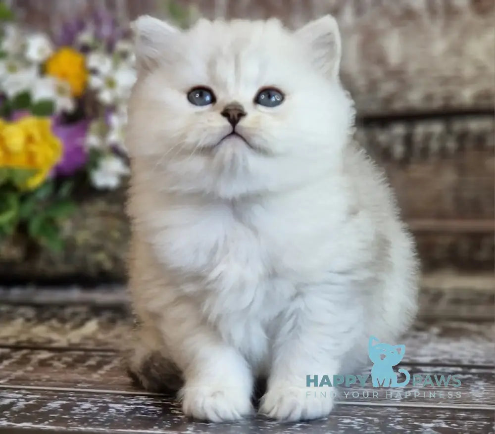 Bliss British Longhair Male Black Silver Shaded Live Animals