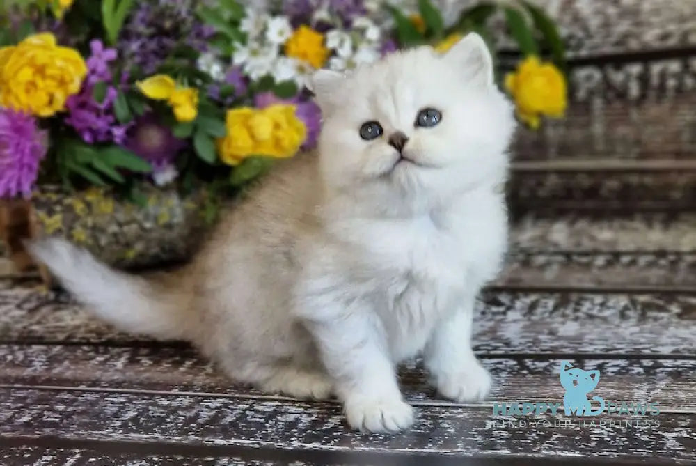 Bliss British Longhair Male Black Silver Shaded Live Animals