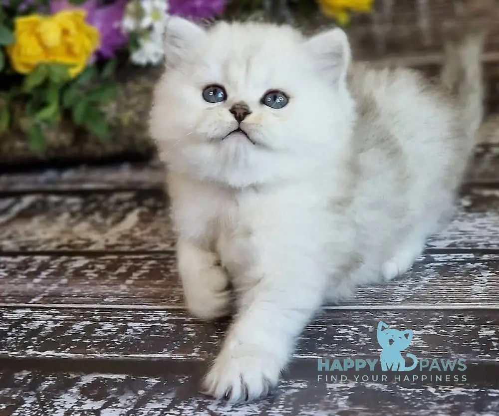 Bliss British Longhair Male Black Silver Shaded Live Animals