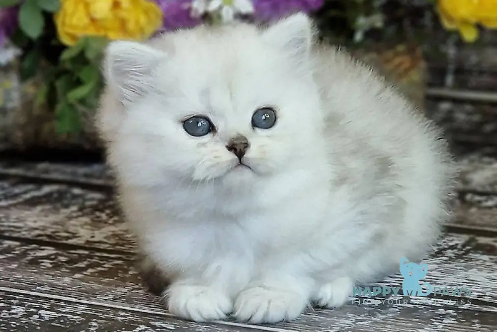 Bliss British Longhair Male Black Silver Shaded Live Animals