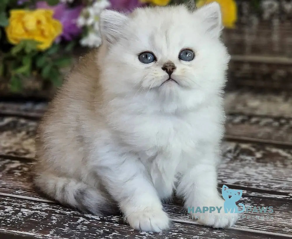 Bliss British Longhair Male Black Silver Shaded Live Animals