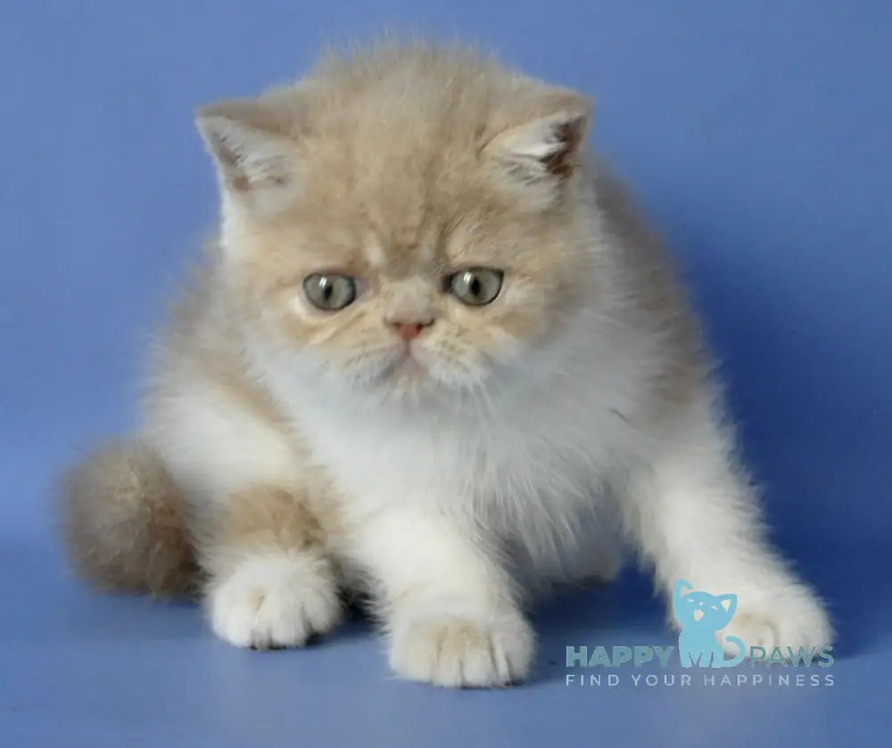 Bonita Exotic Female Cream Spotted Tabby Live Animals