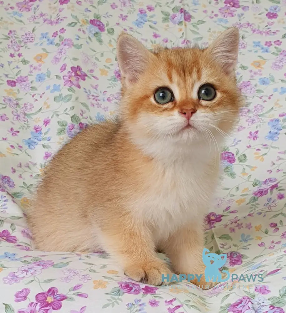 Bonny British Shorthair Male Black Golden Shaded Live Animals