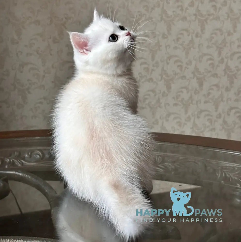 Boris British Shorthair Male Black Golden Chinchilla Pointed Live Animals