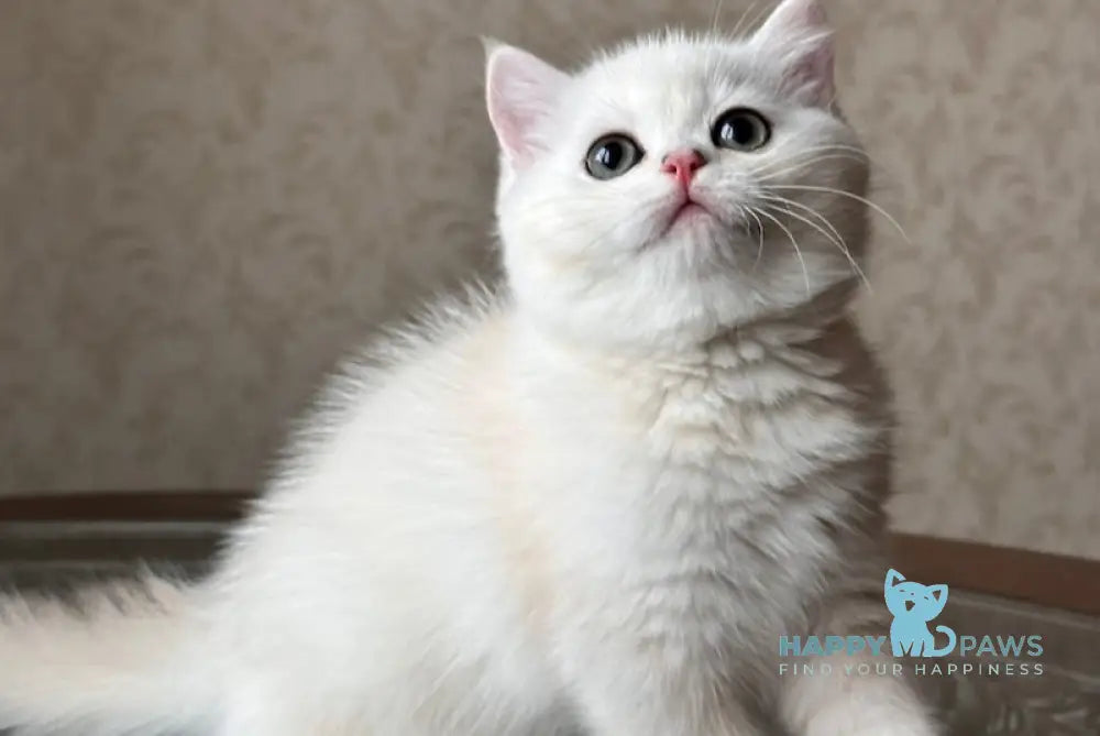 Boris British Shorthair Male Black Golden Chinchilla Pointed Live Animals