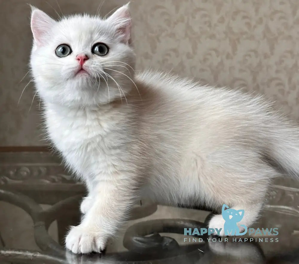 Boris British Shorthair Male Black Golden Chinchilla Pointed Live Animals