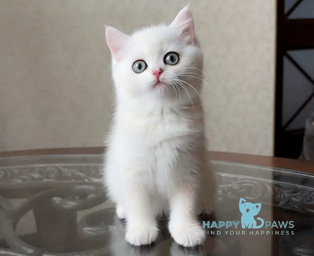 Boris British Shorthair Male Black Golden Chinchilla Pointed Live Animals