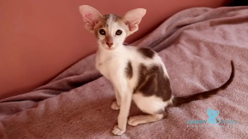 Brandy Oriental Shorthair Female Chocolate Bicolour Tabby Live Animals