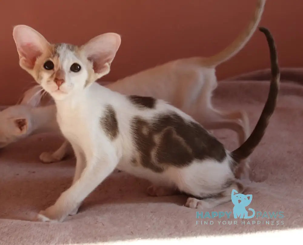 Brandy Oriental Shorthair Female Chocolate Bicolour Tabby Live Animals