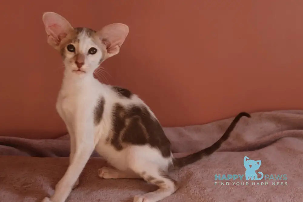 Brandy Oriental Shorthair Female Chocolate Bicolour Tabby Live Animals