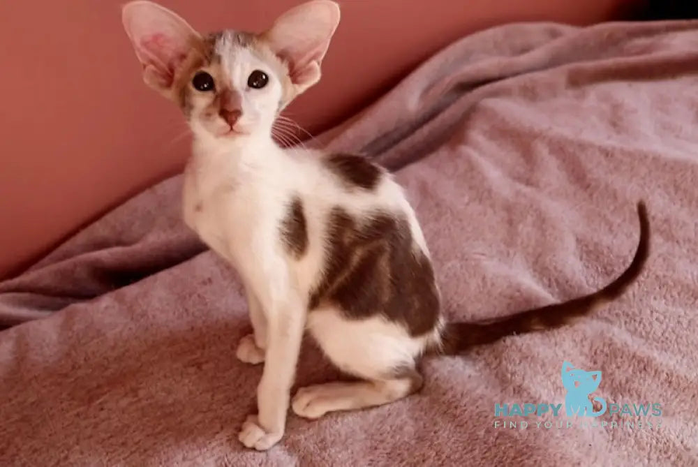 Brandy Oriental Shorthair Female Chocolate Bicolour Tabby Live Animals