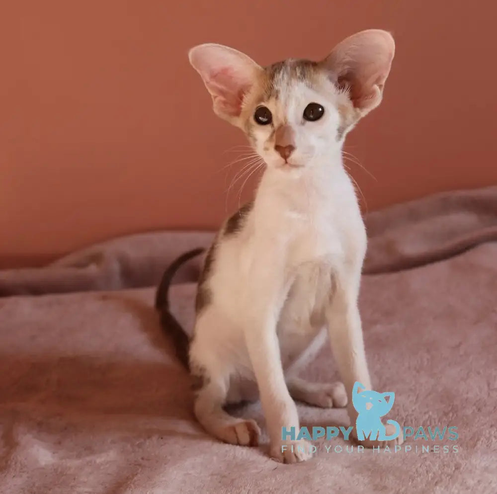 Brandy Oriental Shorthair Female Chocolate Bicolour Tabby Live Animals