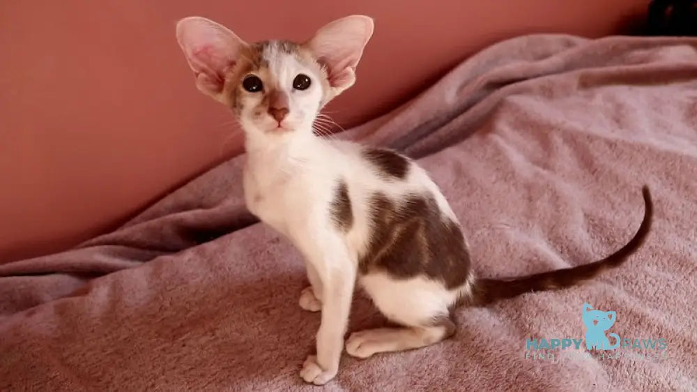 Brandy Oriental Shorthair Female Chocolate Bicolour Tabby Live Animals