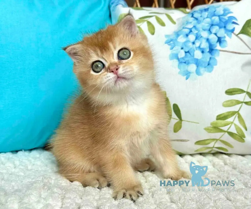 Bridget Scottish Fold Female Black Golden Shaded Live Animals