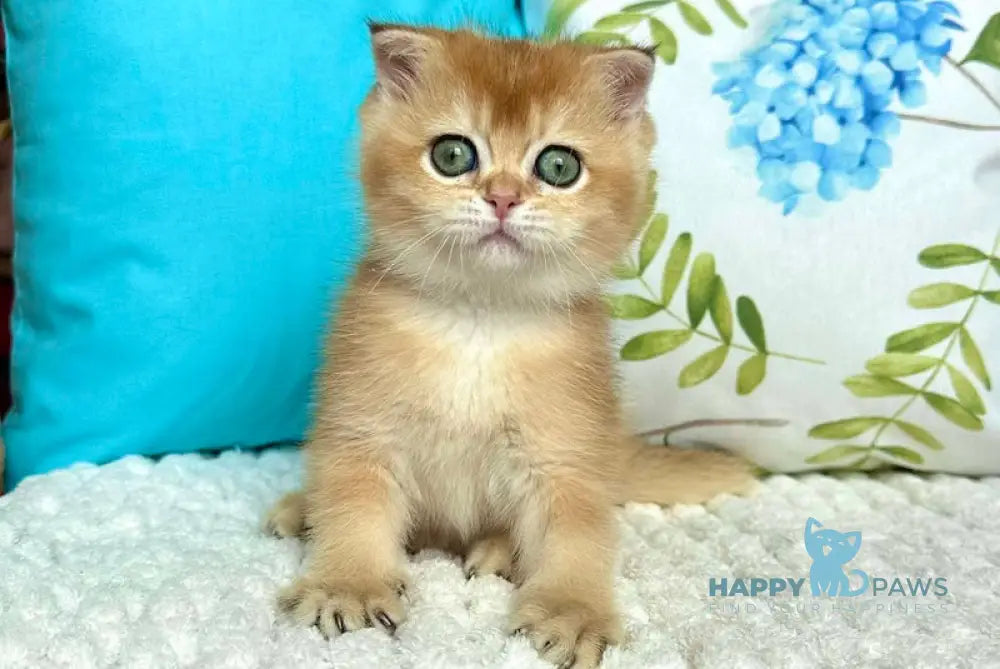 Bridget Scottish Fold Female Black Golden Shaded Live Animals