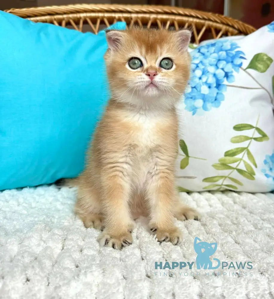 Bridget Scottish Fold Female Black Golden Shaded Live Animals