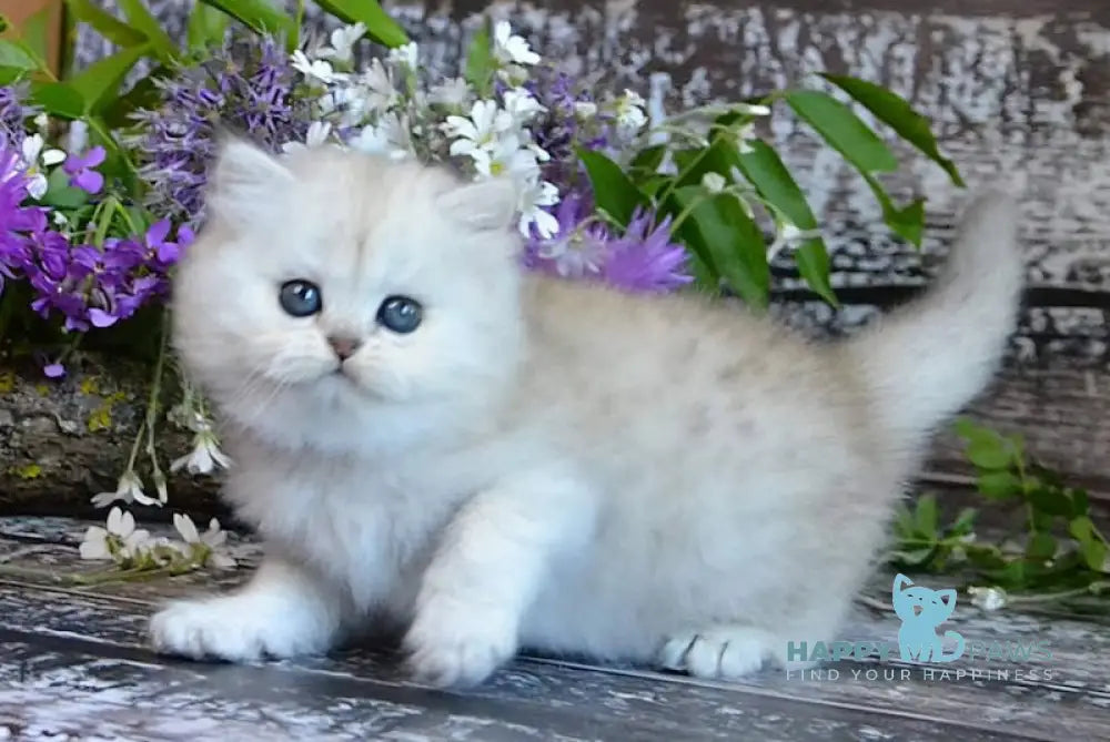 Bright British Longhair Male Black Silver Shaded Live Animals