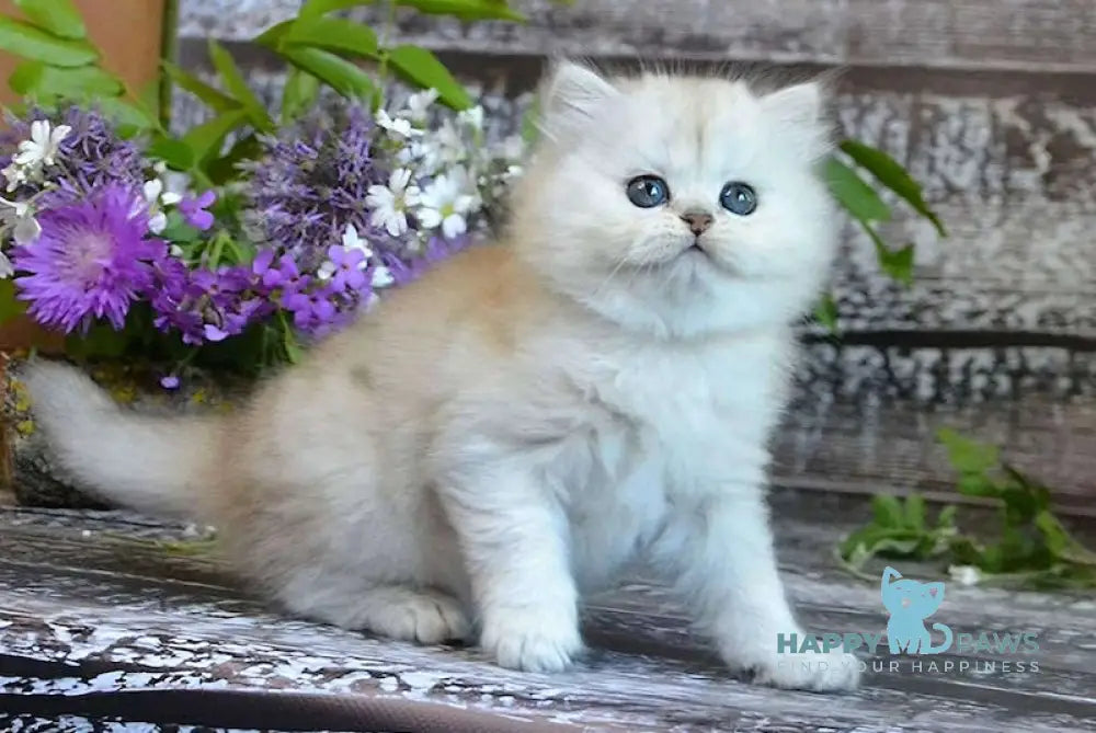 Bright British Longhair Male Black Silver Shaded Live Animals