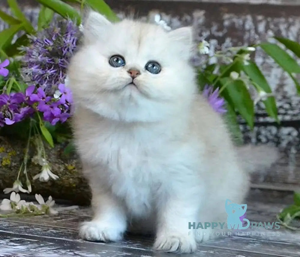 Bright British Longhair Male Black Silver Shaded Live Animals