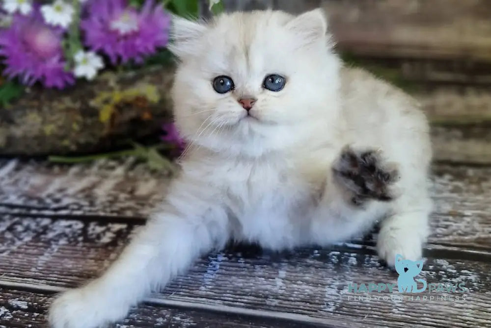 Bright British Longhair Male Black Silver Shaded Live Animals