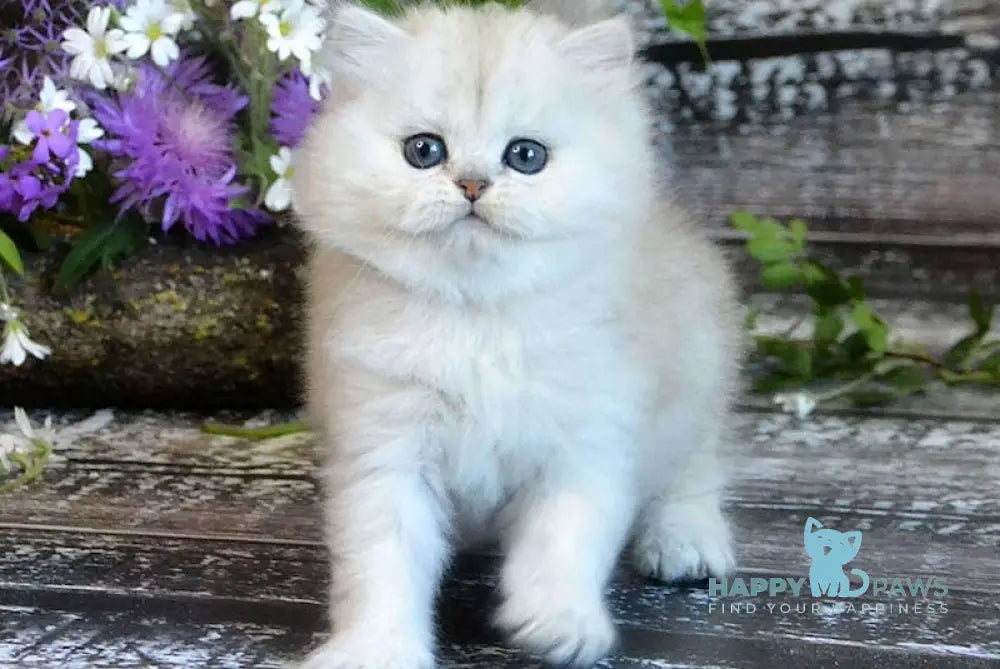 Bright British Longhair Male Black Silver Shaded Live Animals