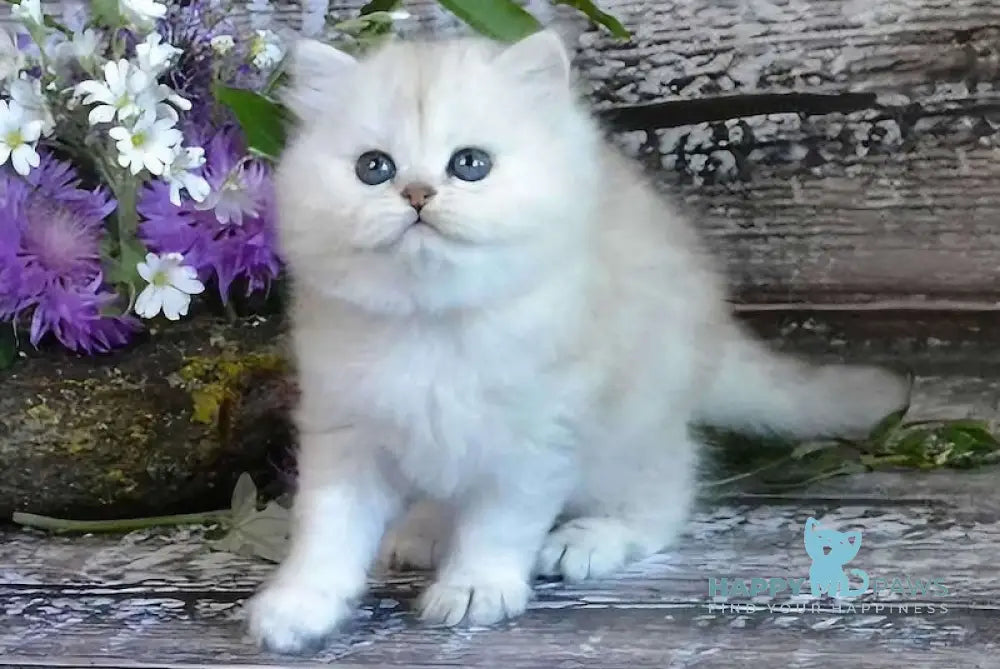 Bright British Longhair Male Black Silver Shaded Live Animals