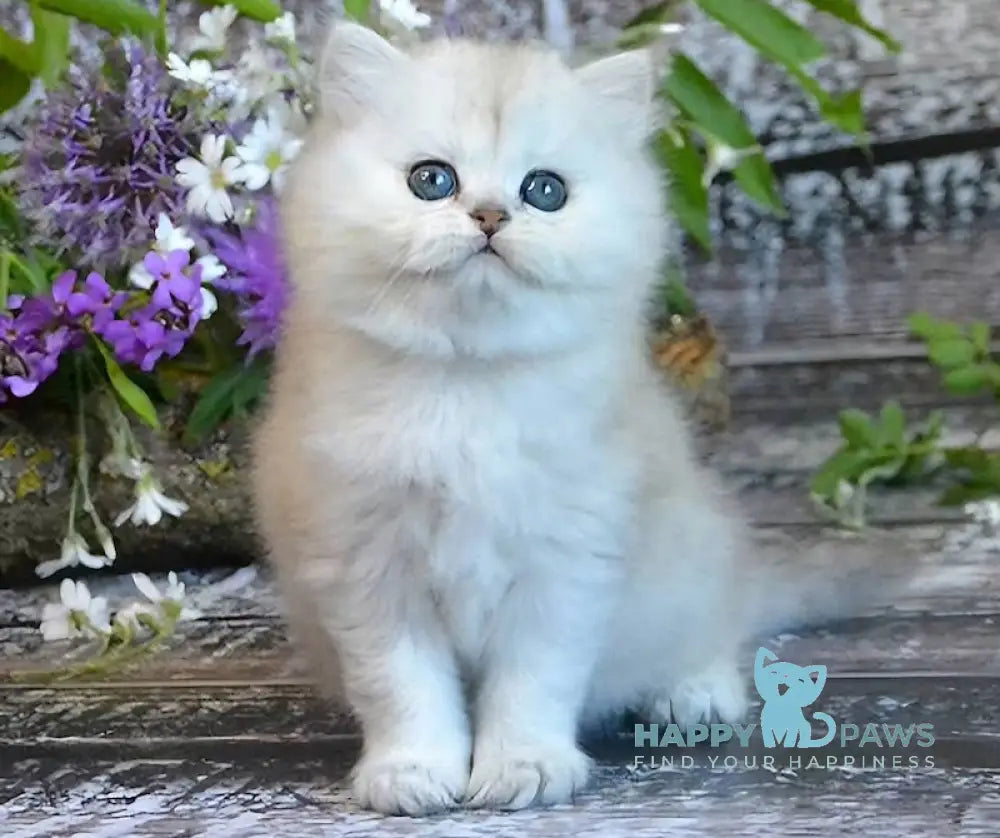 Bright British Longhair Male Black Silver Shaded Live Animals