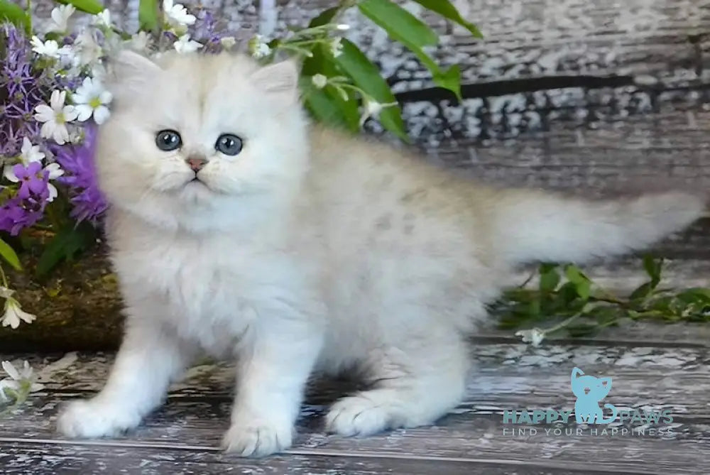 Bright British Longhair Male Black Silver Shaded Live Animals