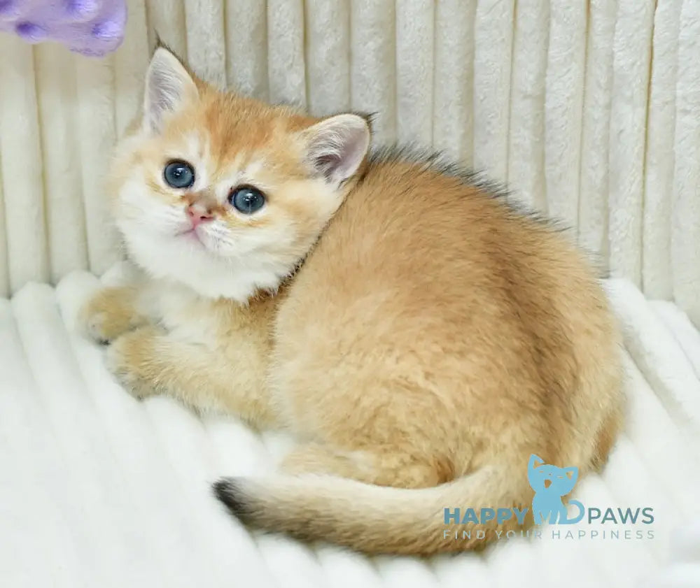 Britney British Shorthair female black golden chinchilla live animals