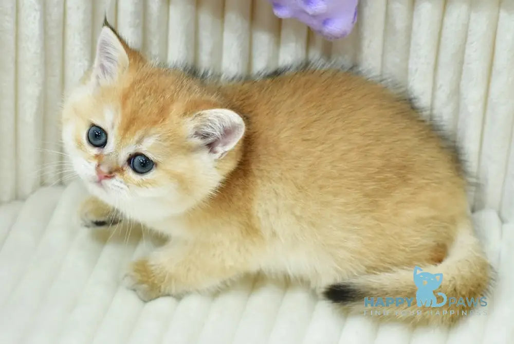 Britney British Shorthair female black golden chinchilla live animals