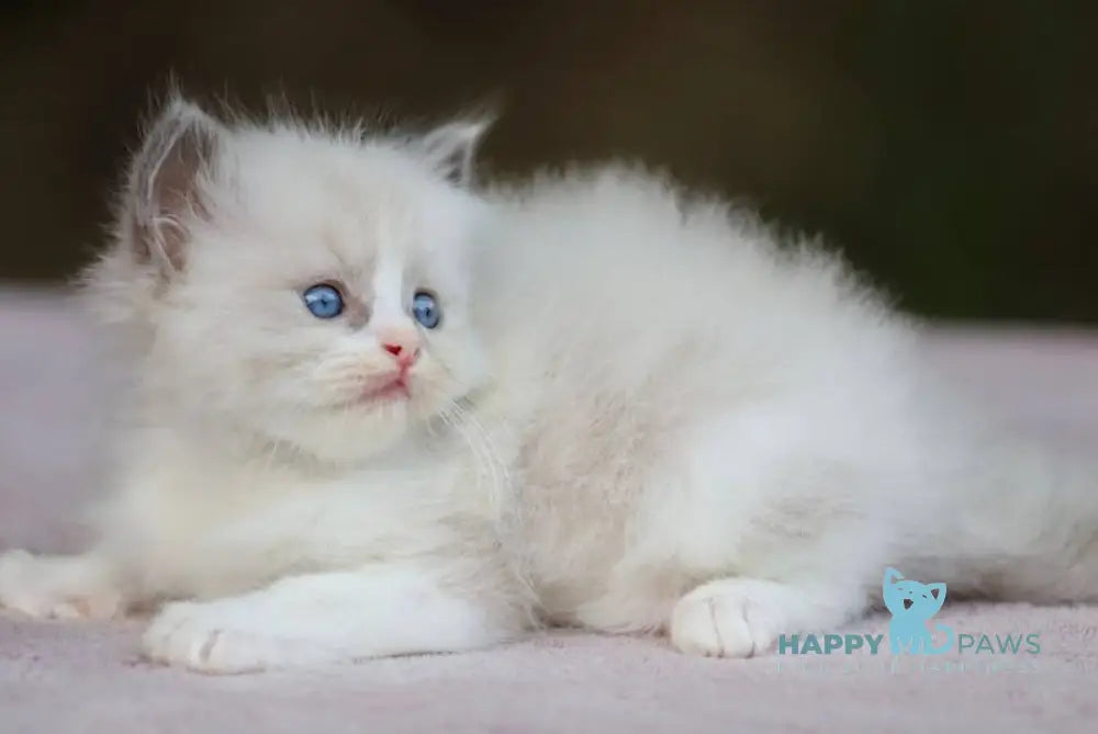 Bruno Ragdoll Male Blue Bicolour Live Animals