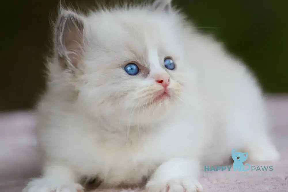 Bruno Ragdoll Male Blue Bicolour Live Animals