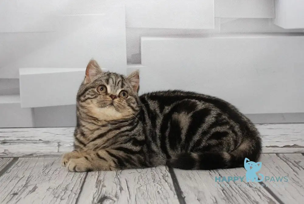 Bruno Scottish Straight Male Black Tabby Live Animals