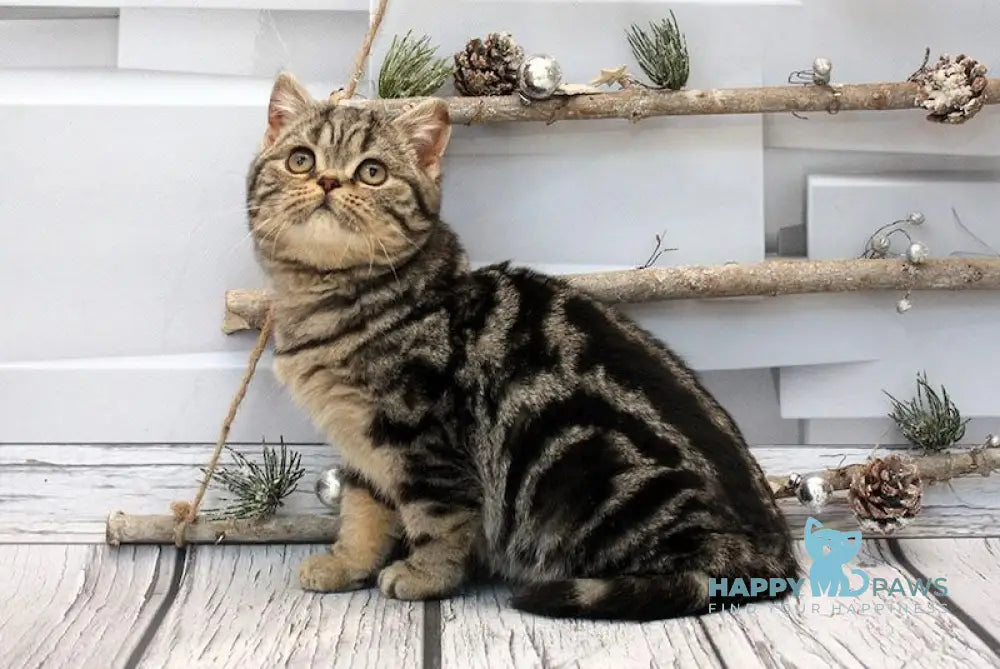 Bruno Scottish Straight Male Black Tabby Live Animals