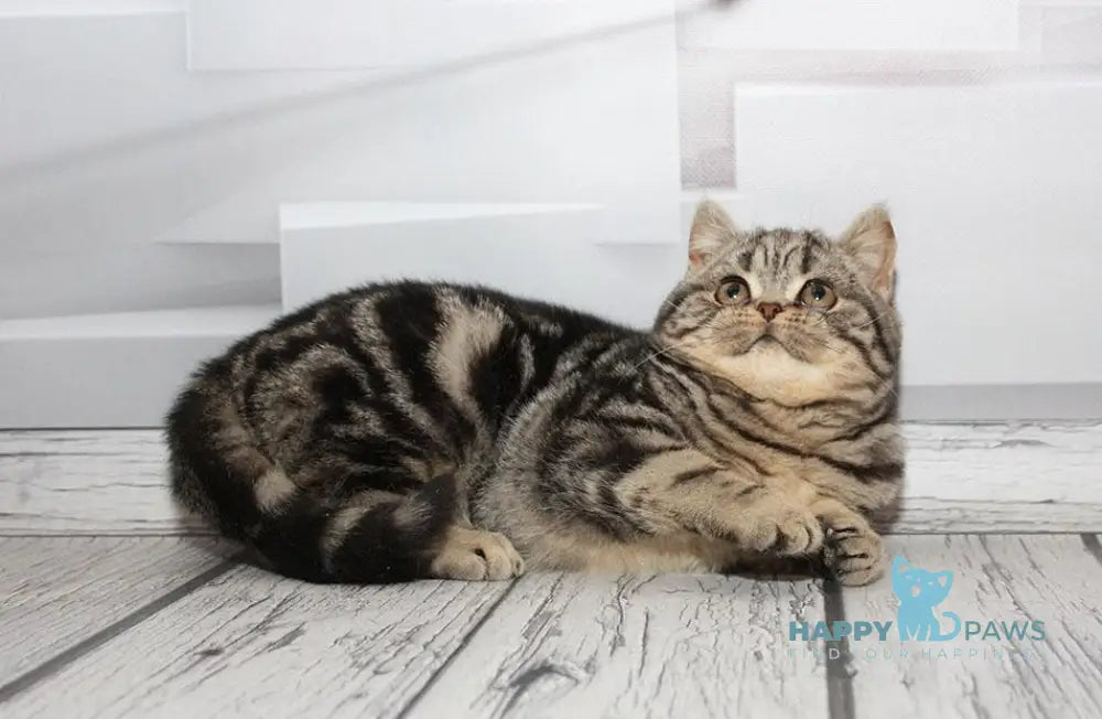 Bruno Scottish Straight Male Black Tabby Live Animals