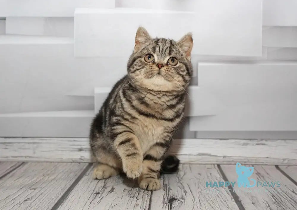 Bruno Scottish Straight Male Black Tabby Live Animals