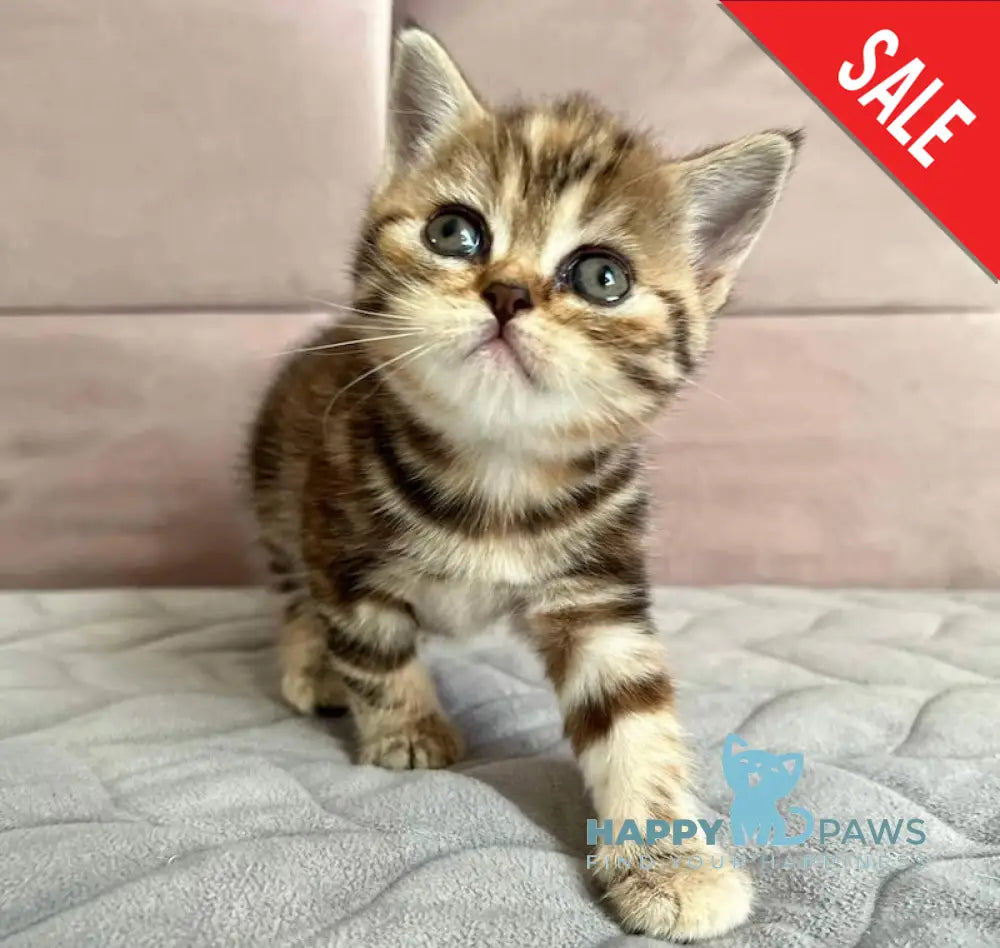 Bubbles Scottish Straight Female Chocolate Tortie Tabby Live Animals