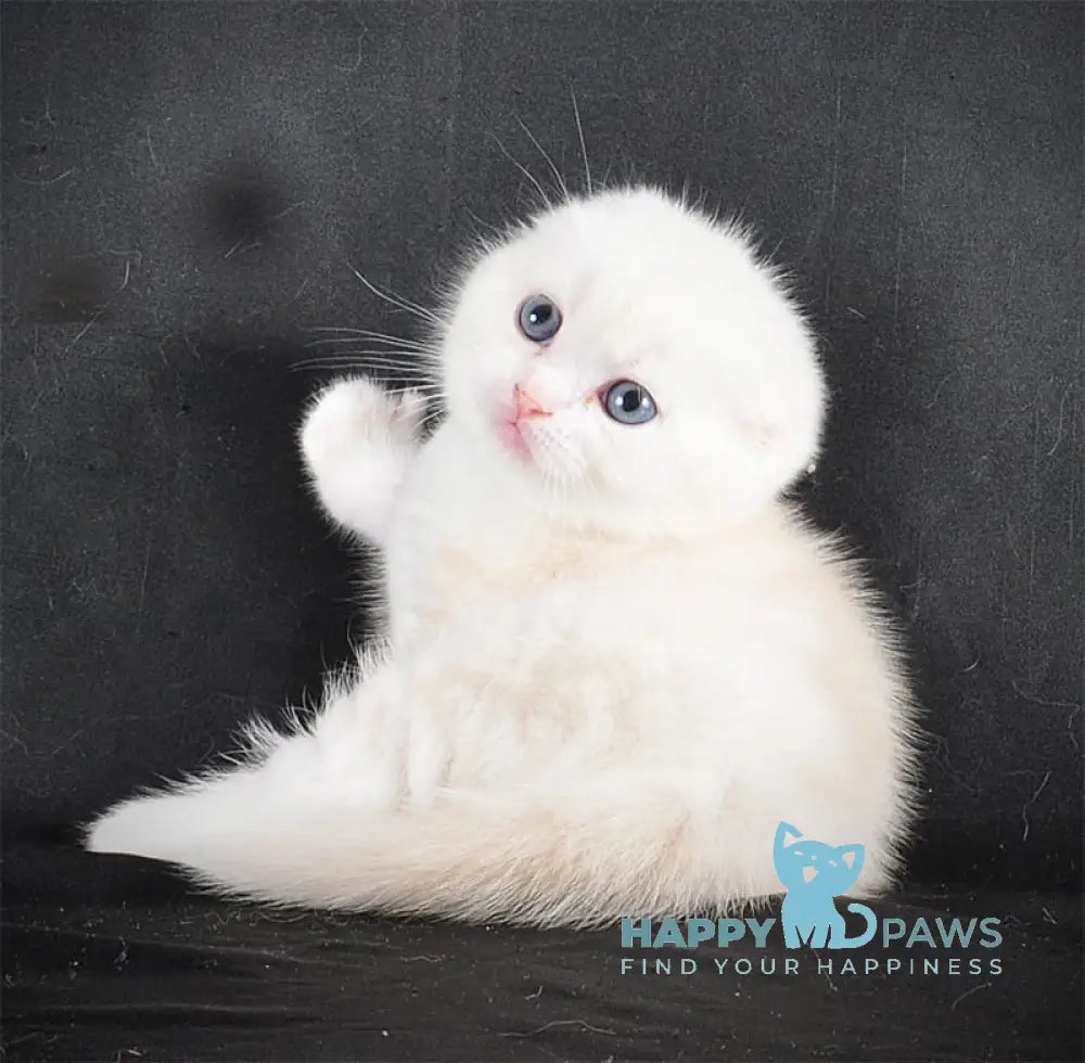 Bublik Scottish Fold male red silver tabby bicolour live animals