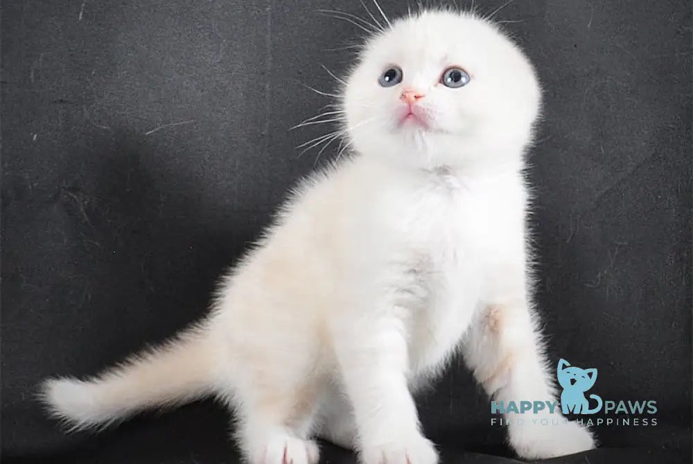 Bublik Scottish Fold male red silver tabby bicolour live animals