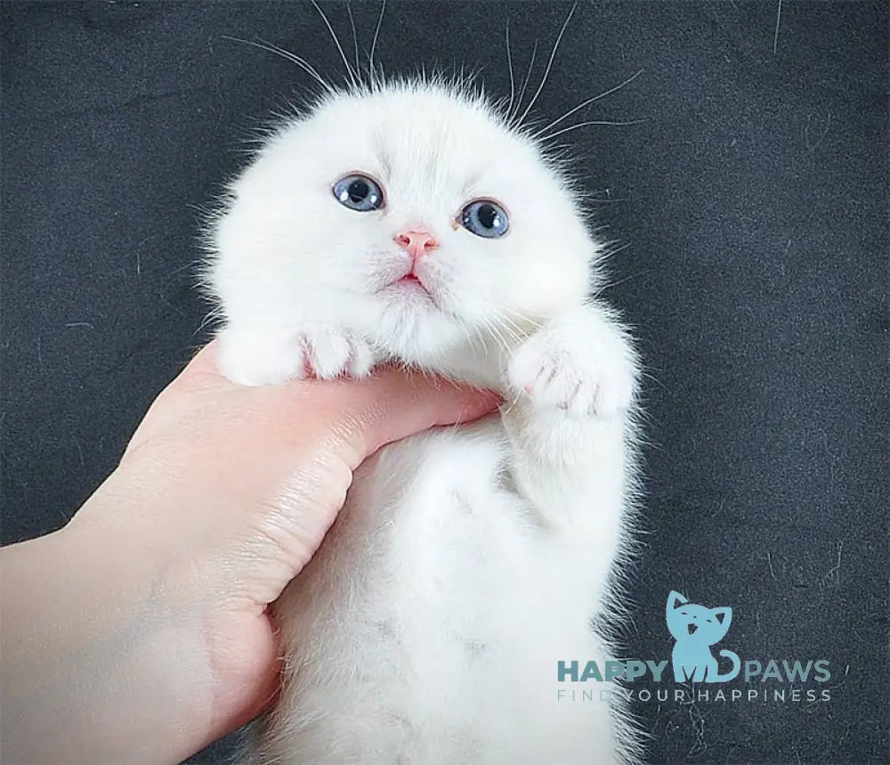 Bublik Scottish Fold male red silver tabby bicolour live animals