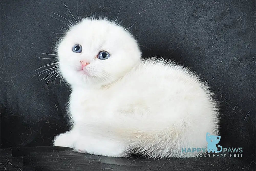 Bublik Scottish Fold male red silver tabby bicolour live animals