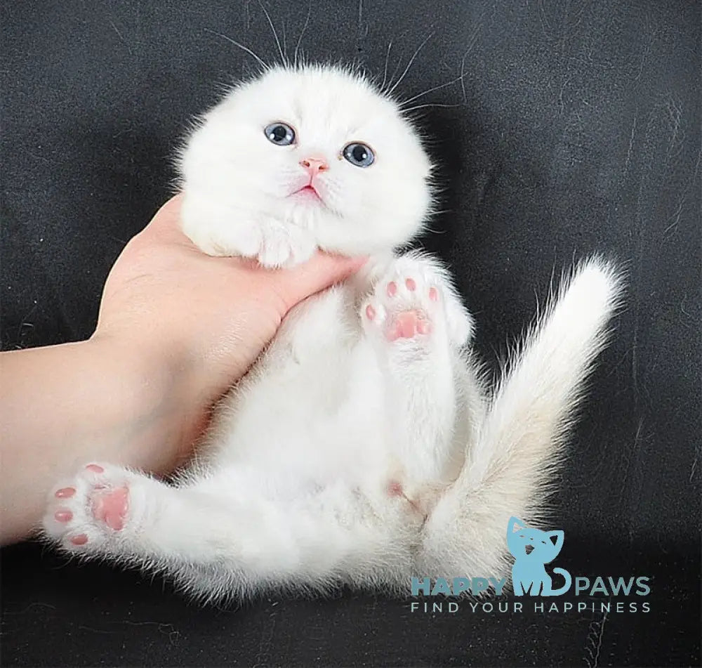 Bublik Scottish Fold male red silver tabby bicolour live animals