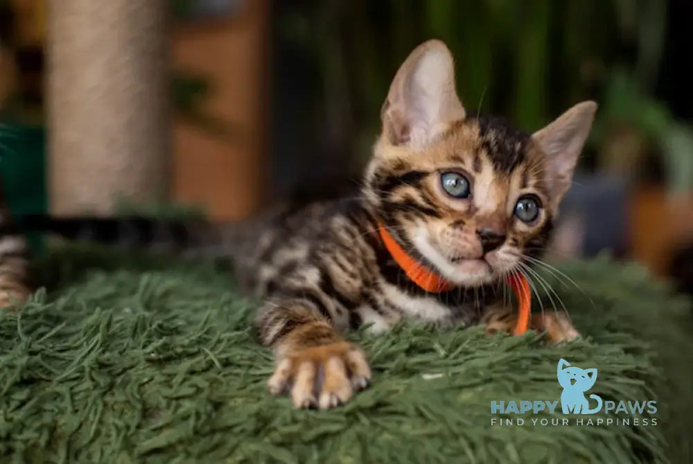 Caesar Bengal Male Black Spotted Tabby Live Animals