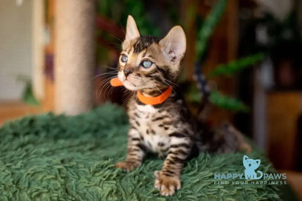 Caesar Bengal Male Black Spotted Tabby Live Animals