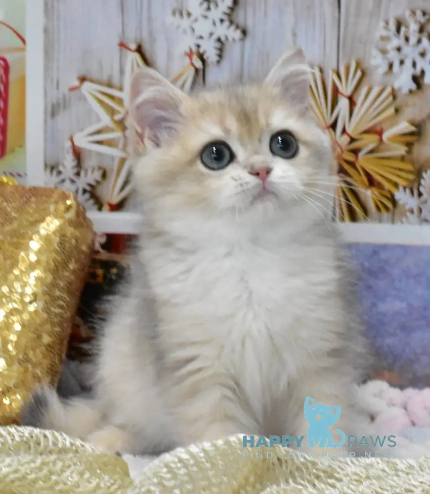 Caesar British Shorthair Male Blue Golden Shaded Live Animals