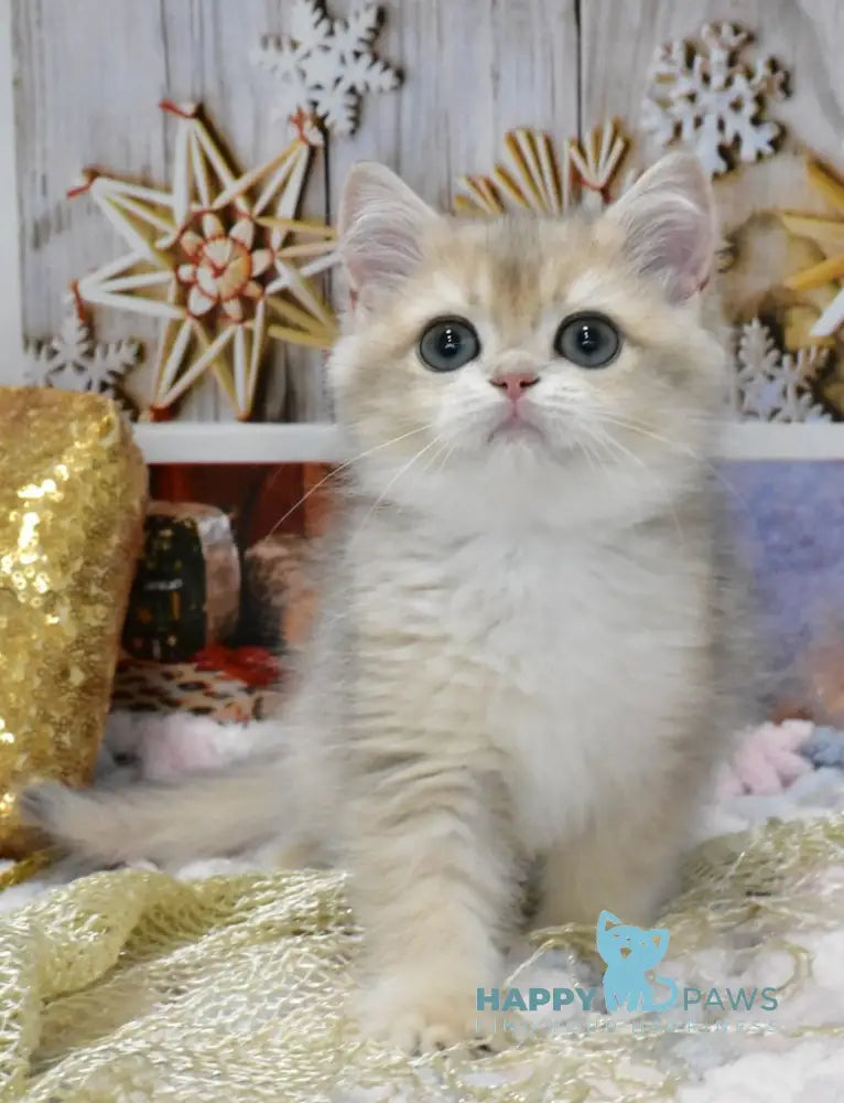 Caesar British Shorthair Male Blue Golden Shaded Live Animals