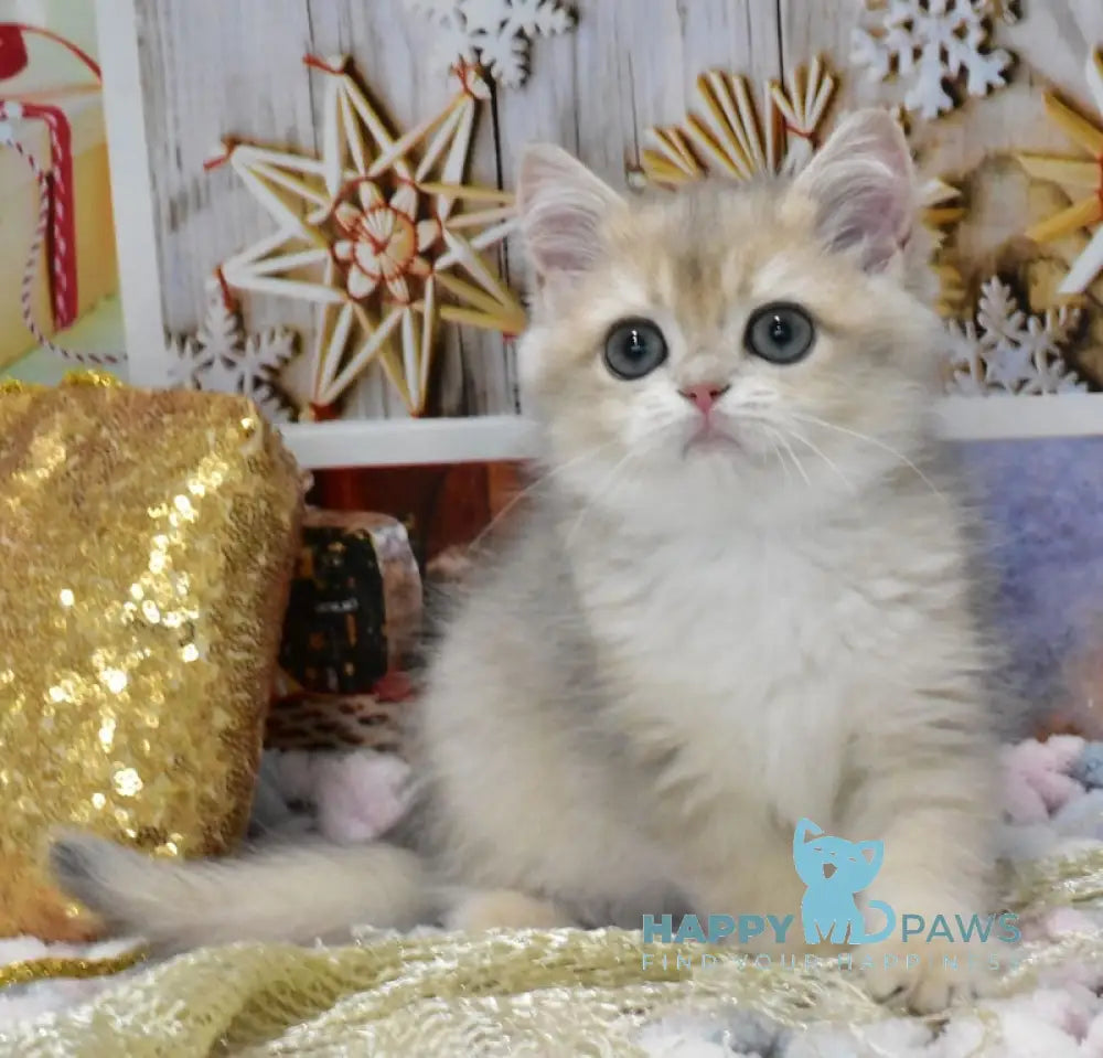 Caesar British Shorthair Male Blue Golden Shaded Live Animals